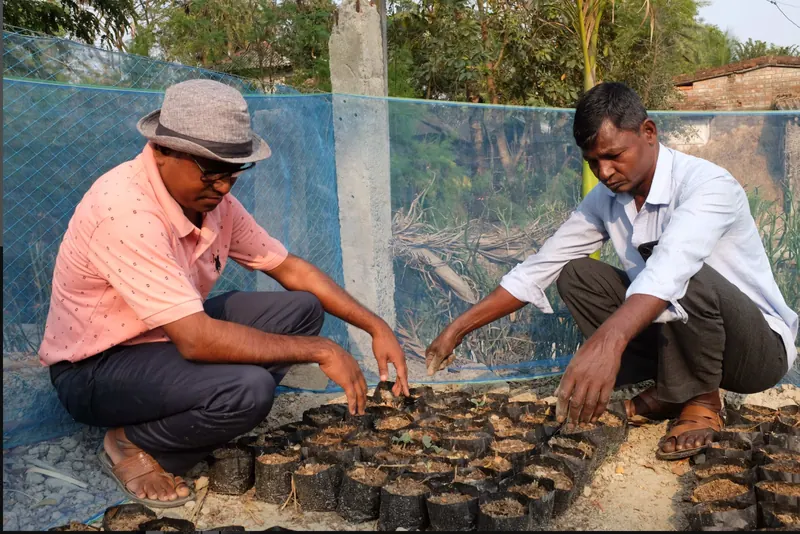 Mangrove seedlings being prepared